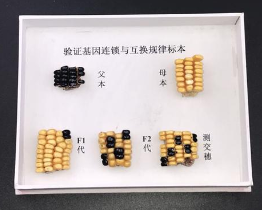 驗(yàn)證基因分離規(guī)律玉米標(biāo)本