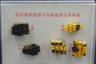 驗(yàn)證基因連鎖與互換規(guī)律玉米標(biāo)本